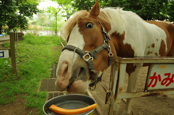 にんじんに食らいつく馬