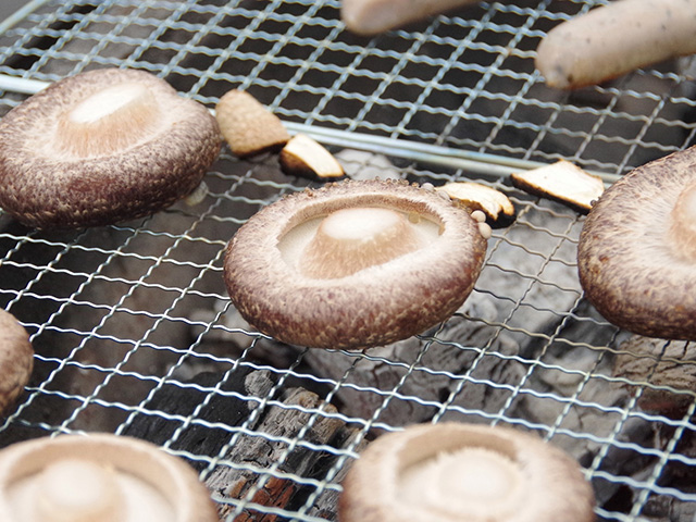 採れたてをバーベキューで食す 佐倉きのこ園 でしいたけ狩り体験 免許と一緒に タイムズクラブ