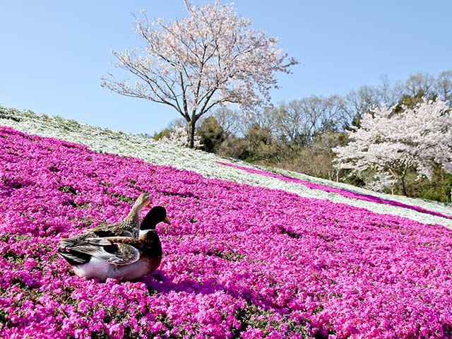 ピンクと白の芝桜とカモ