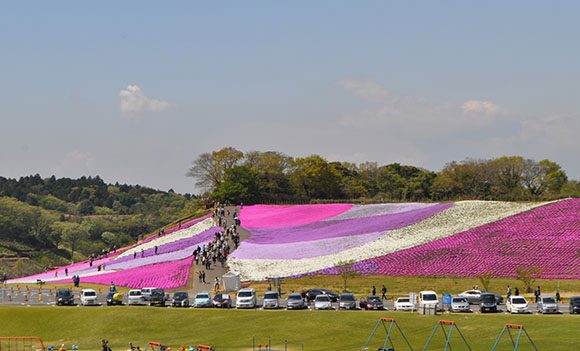 ピンクと白と紫の芝桜