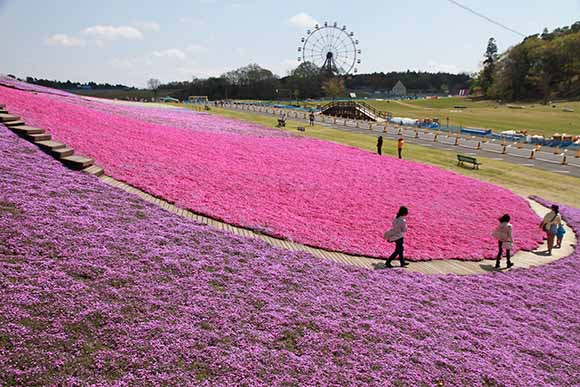 斜面に広がる芝桜と観覧車