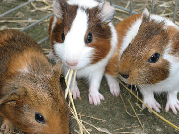 東京ドイツ村で花と動物にふれあおう | 免許と一緒に ...