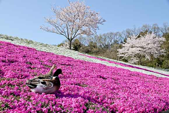 ピンクと白の芝桜とカモ