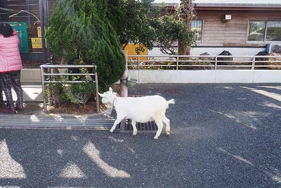 外の道路を歩くヤギ