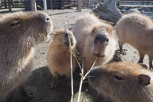 笹に群がるカピバラたち