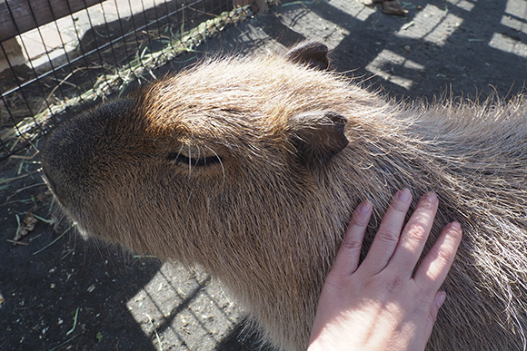 大人しくなでられるカピバラ