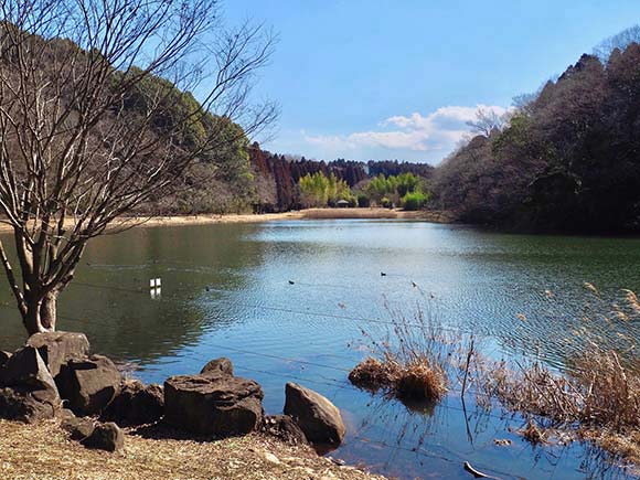 公園内の大きな池