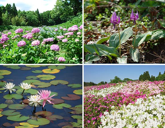 アジサイなどの様々な花