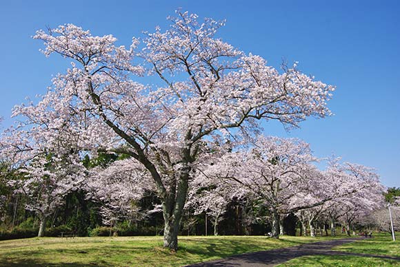 満開の大きな桜の木