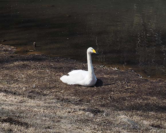 池のほとりにいる1羽の白鳥