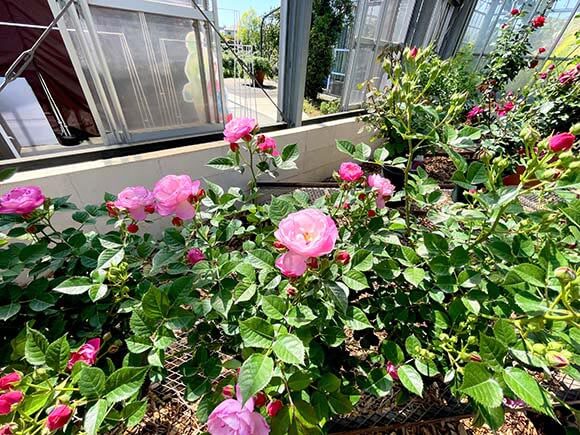 屋内に植えられたピンク色の花