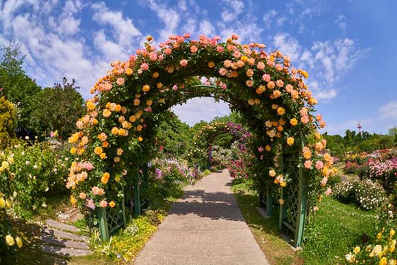 アーチ状に咲いた満開の花