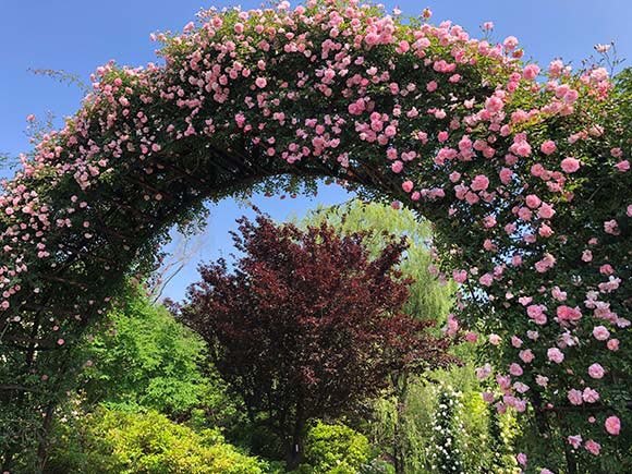 とても大きな花のアーチ