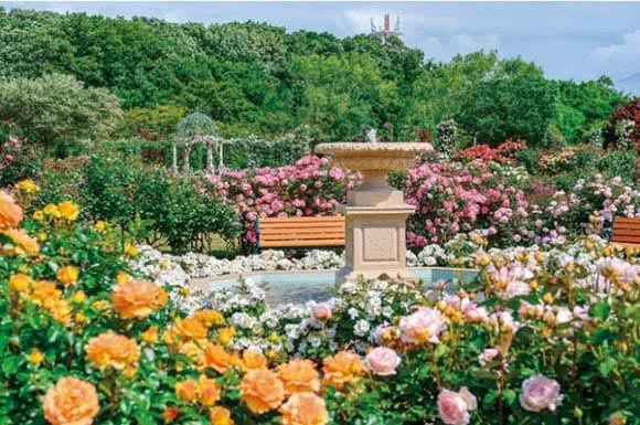 様々な花が咲く噴水付きの庭園