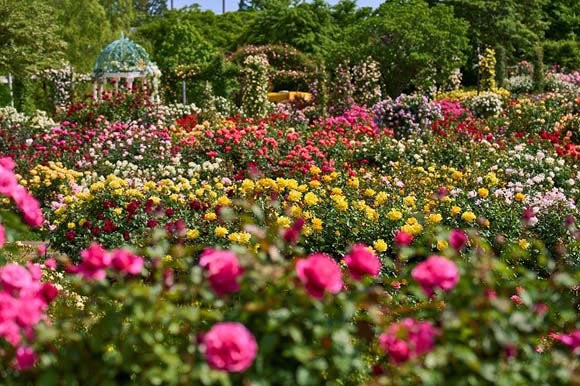 たくさんの花々が咲く庭園