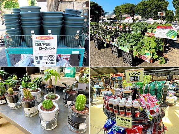 店先に並ぶ鉢やサボテンなど