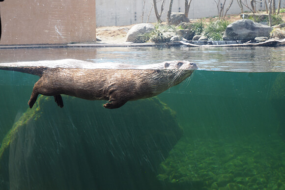 水に浮かぶカワウソ