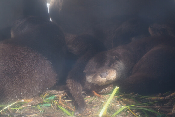 集まって眠るカワウソたち