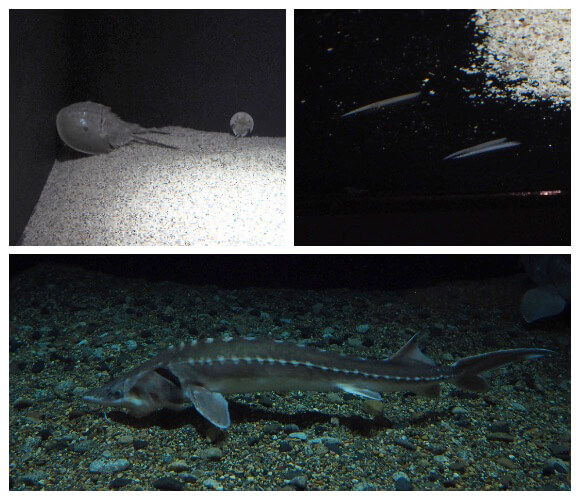 暗い水槽を泳ぐ生き物たち