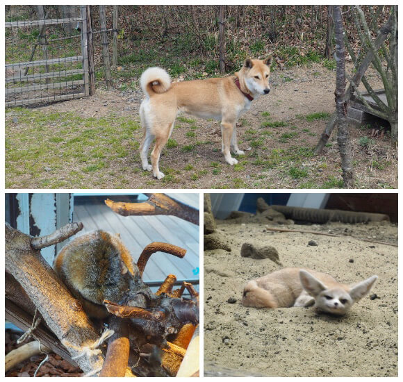 陸に棲む生き物たち