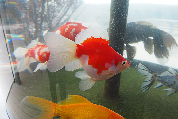 紅白模様の丸々とした金魚