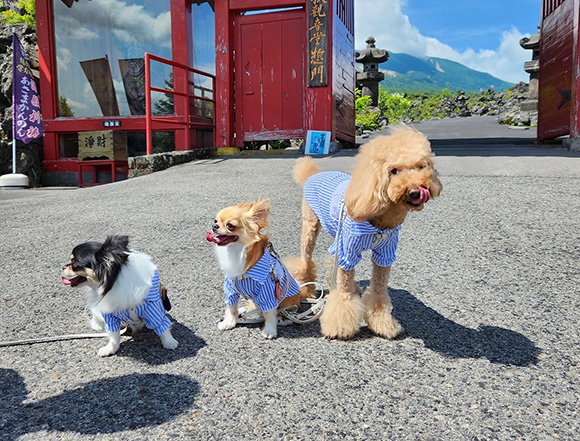 園内を散歩中の三匹の小型犬