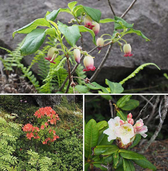 赤やピンク色の花