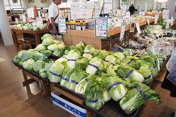 棚に並ぶ大きな白菜とキャベツ