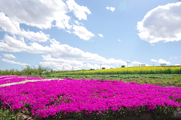 斜面いっぱいに咲く花々