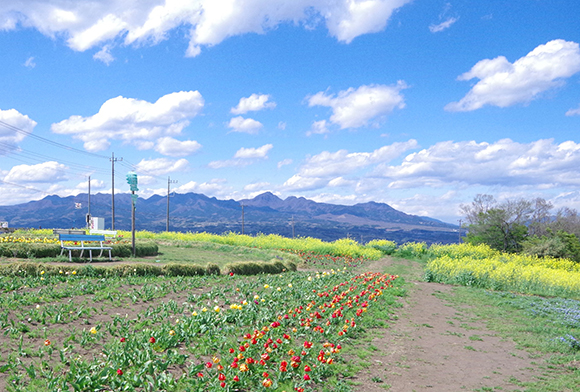 山並みが望める花畑