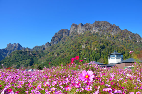 ピンクの花々に囲まれた妙義山