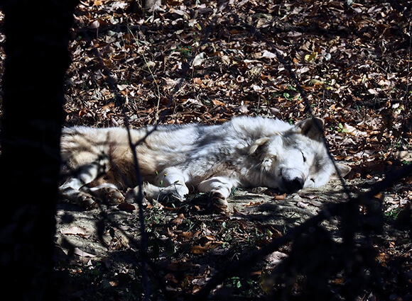 日向で眠るオオカミ