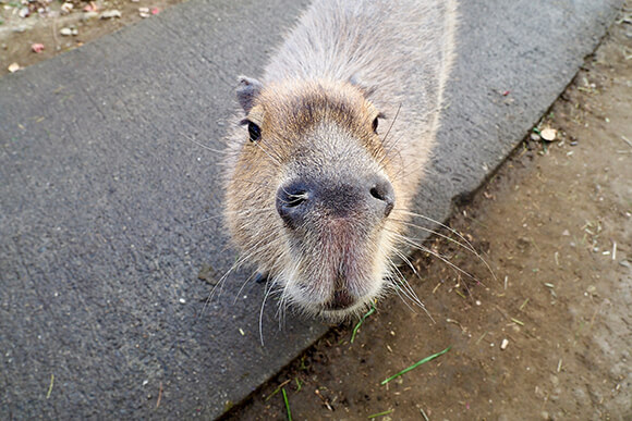 こちらを見上げるカピバラ