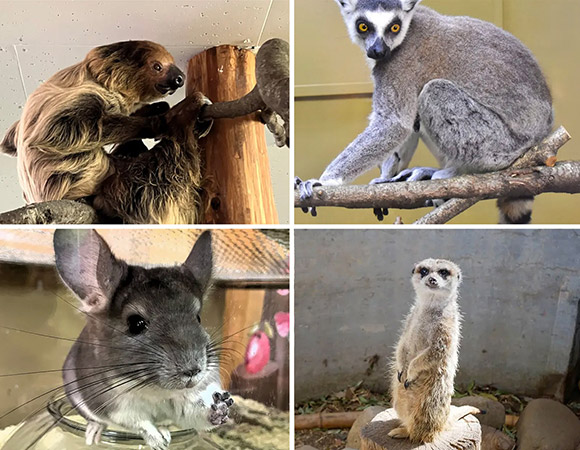 ワオキツネザルなど小動物