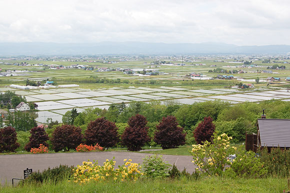 田んぼが広がるのどかな景色