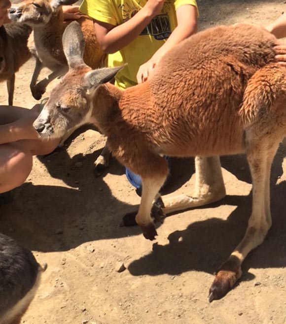 ツイッターで話題 ヤバすぎるふれあい動物園 ノースサファリサッポロ とは 免許と一緒に タイムズクラブ