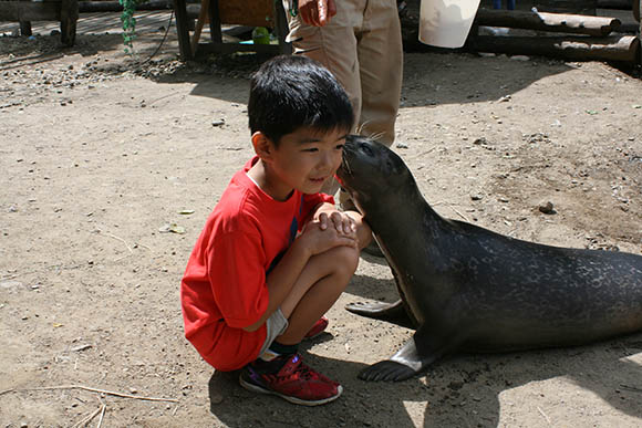 子どもにキスするアザラシ