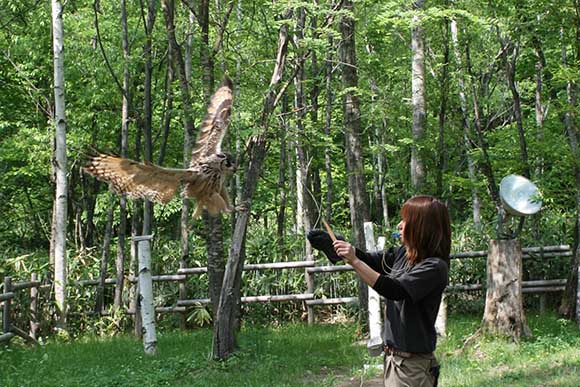 人に近寄る大きな鷹