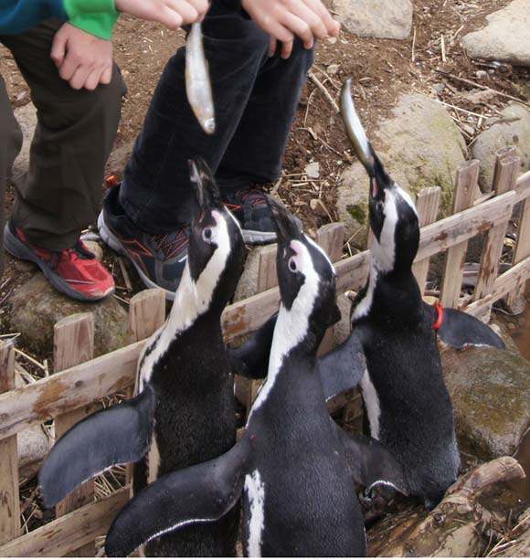 人に接近するペンギン