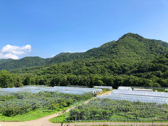 雄大な山とハウス