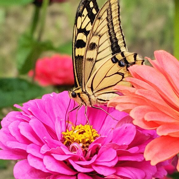 花の蜜を吸うアゲハチョウ