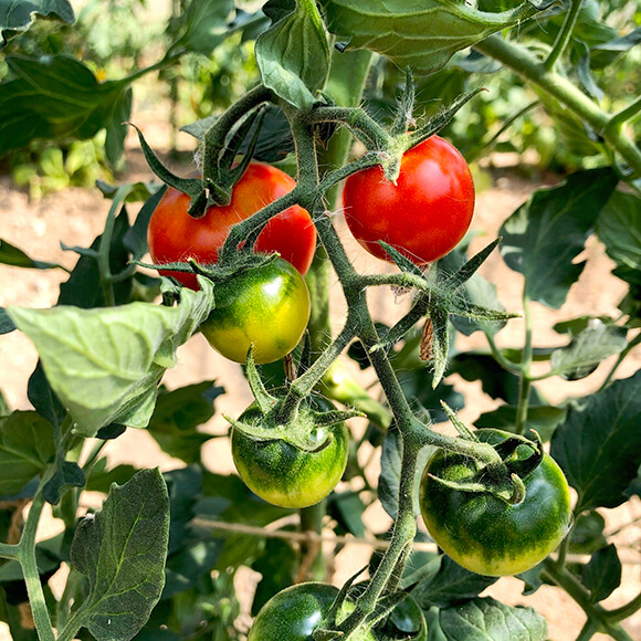 赤や緑のミニトマト