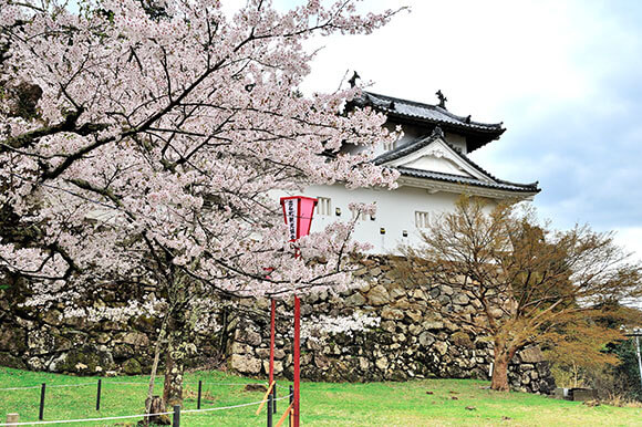 満開の桜と櫓