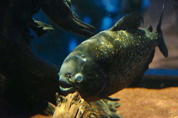 厳つい顔の黒い魚