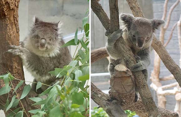 毛足が長いコアラと短いコアラ
