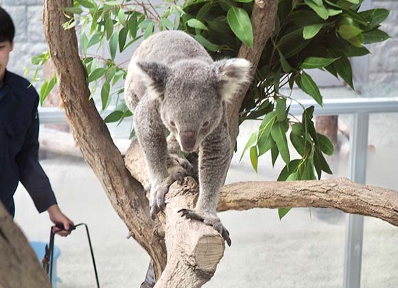 木の上を歩くコアラ