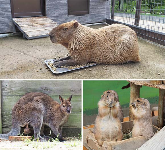 カピバラやワラビーなど