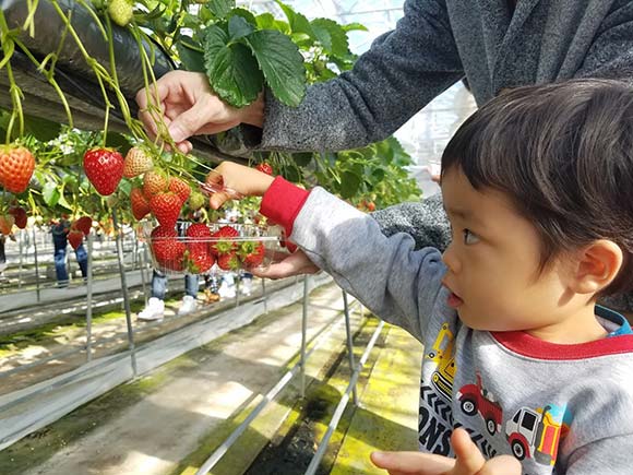 いちご狩りをする男の子