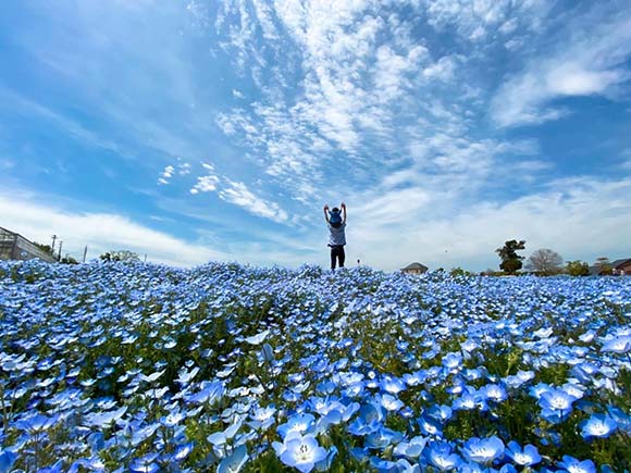 青い小花が広がる場所