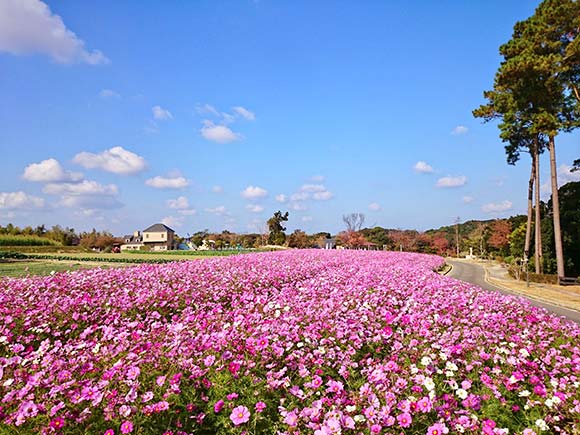 ピンクや白の小花